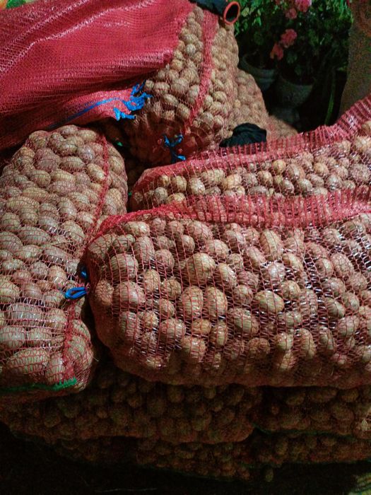 Vând cartofi pentru animale