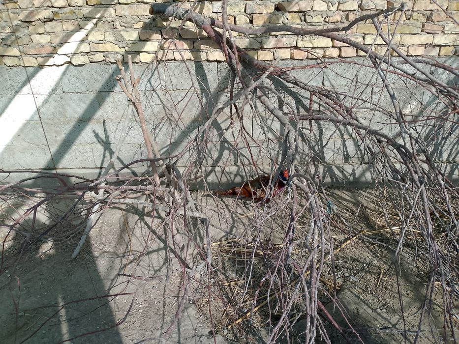 Fazan  xoʻrozlar sotiladi