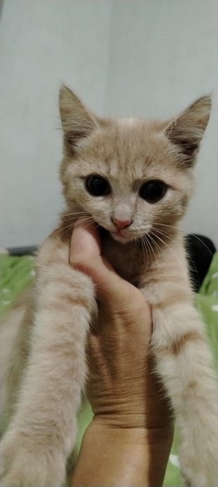 Котенок мальчик Мишон