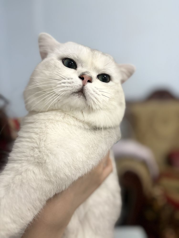 Вязка: Британская шиншилла