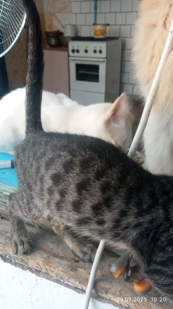Отдаю бесплатно котенка месячного возраста