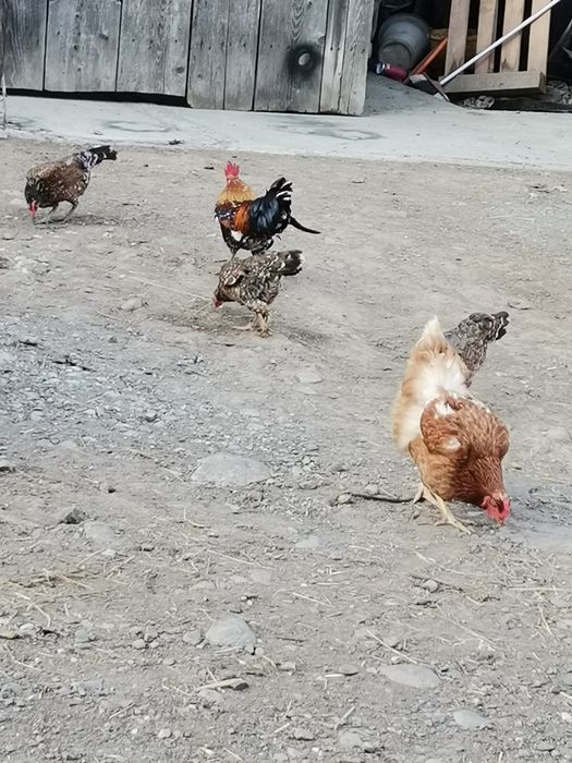 Găini pitice mii de culori