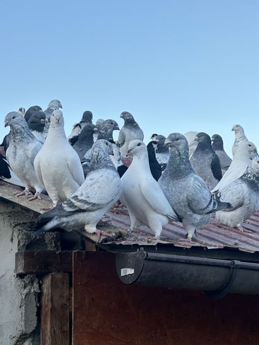 Porumbei standard romanesc de frumustete