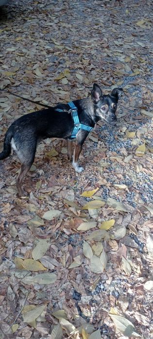 Отдам даром щенка