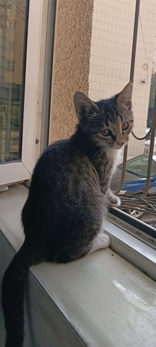 Отдаются котята в добрые руки.