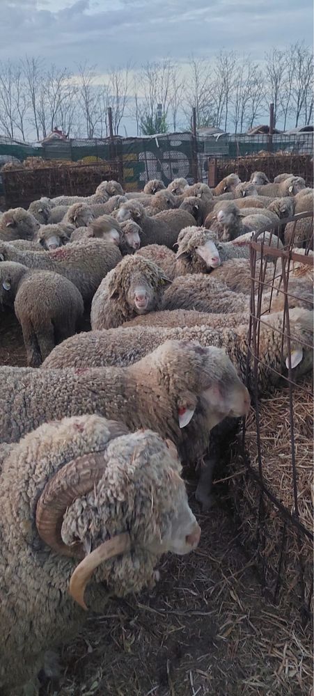 Berbeci merinos cu acte