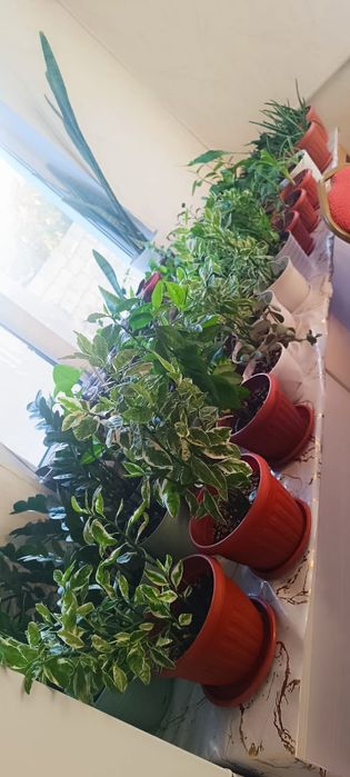 Бөлме гүлдері бар 2000тгден 10000га дейін