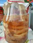 Комбуча култура SCOBY
