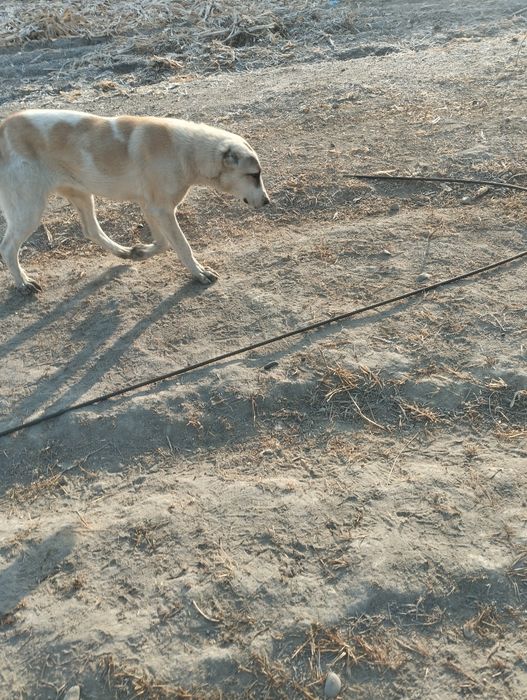 Alabay kuchuk sotiladi 7 oylik jinsi ayol