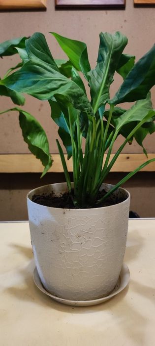 Спатифиллум, женское счастье, домашние цветы