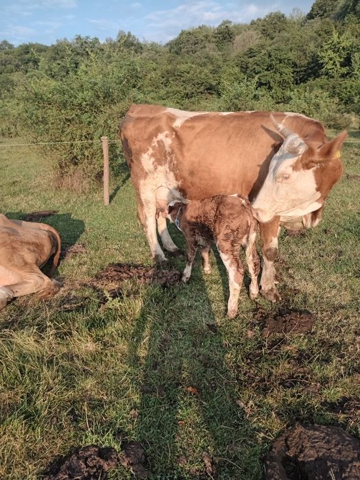 Vacă de vanzare ,fatata recent.Este la a cincea fatare.