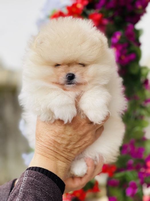 Померан мини