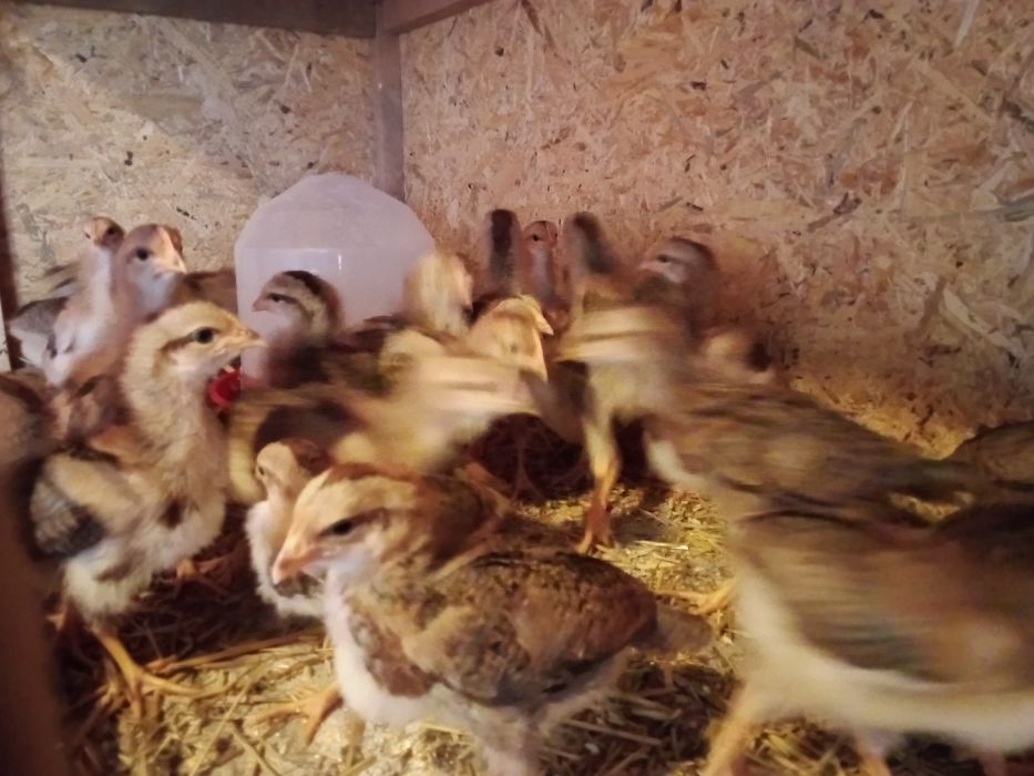 Pui,găini familie italiana potârnichie