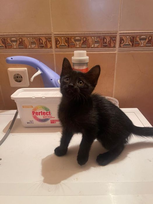 котенок в добрые руки