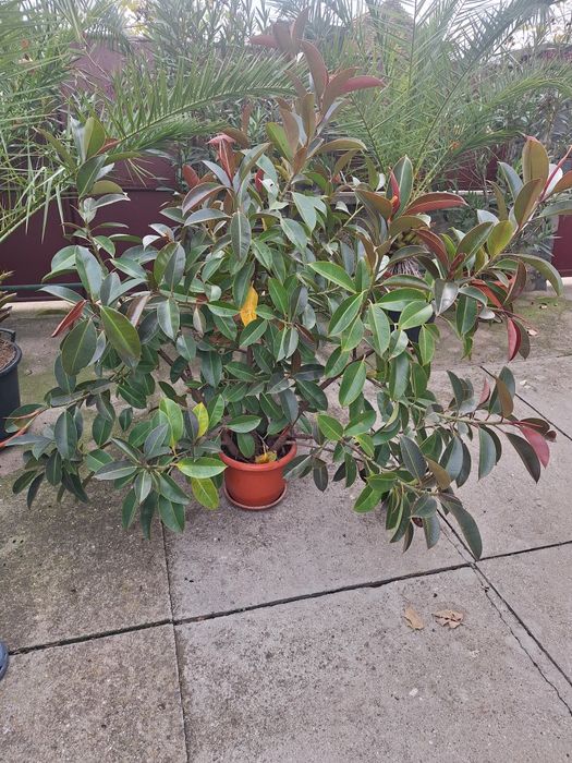 Vând flori la ghiveci