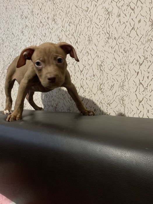 Американски Питбул Териер