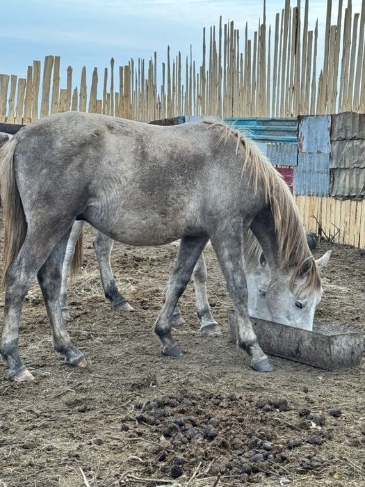 Продам, лошадь 500 тысяч