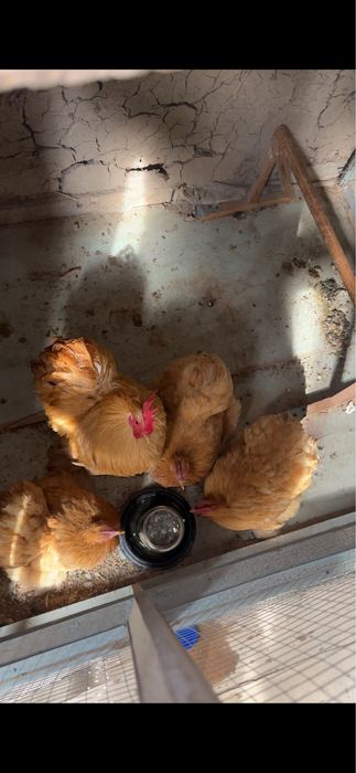 Tovuq xoroz karlik koxla xarhil 150 min dan donaga optim kelishamiz