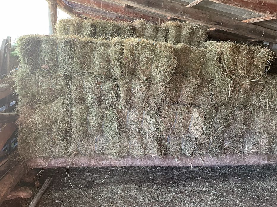Vând baloti din fân, pret 15 LEI bucata