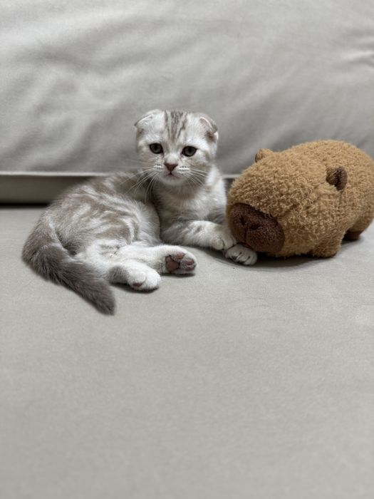 Шотландский вислоухий котенок