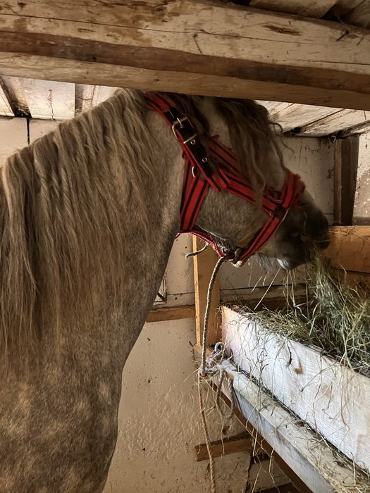 vand sur 3 ani invatat