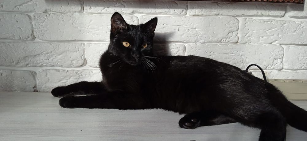 Отдам кошечку в хорошие руки