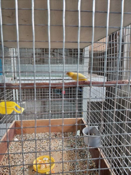 Молодые Канарейки