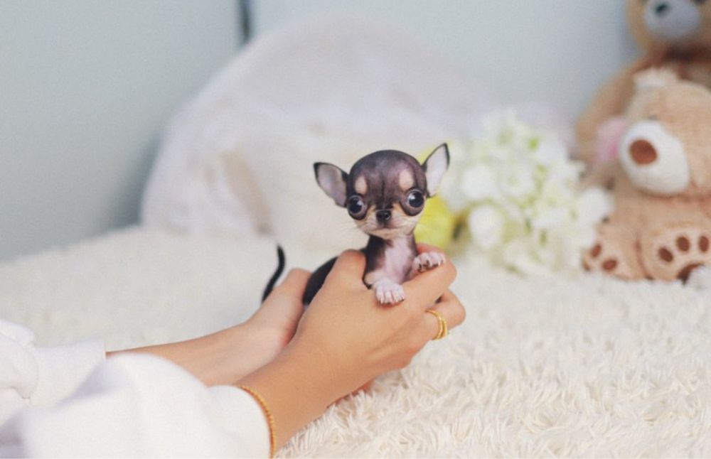 Chihuahua Mini Toy Apple head ( exemplare rare in Romania ) Pedigree