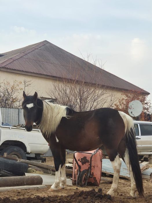 Айғыр сатылады бб