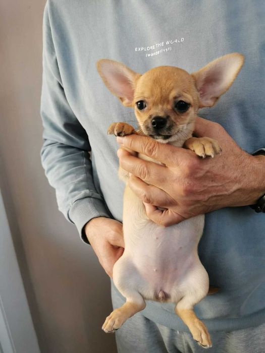 Чихуахуа ИСТИНСКИ - цени ХУБАВИ!!!