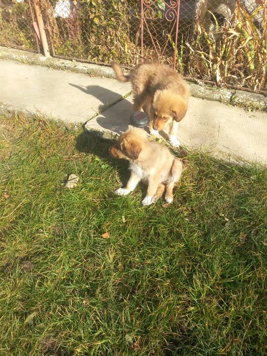 Donez cățeluși talie mică