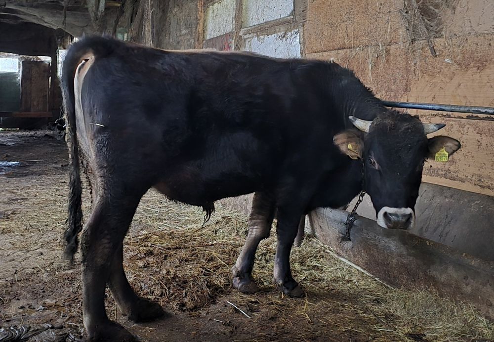 Продажба на Разплоден Бик и Женски Телета!