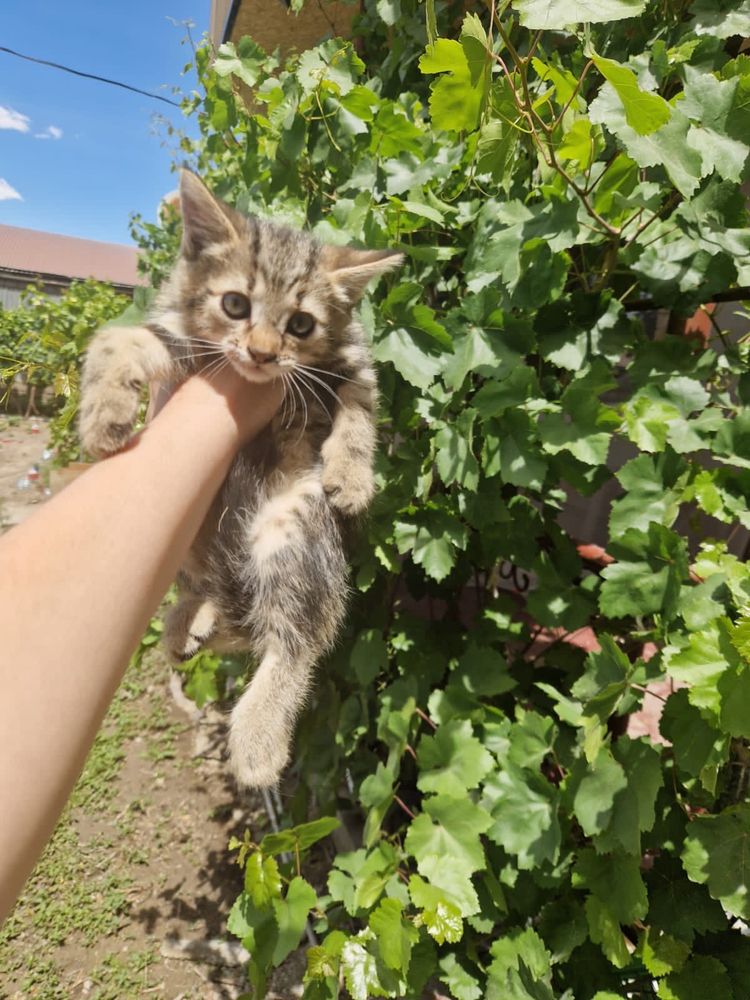 Бесплатно  бесплатно