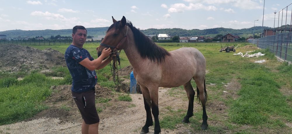 Vând mânz de un an și 5 luni