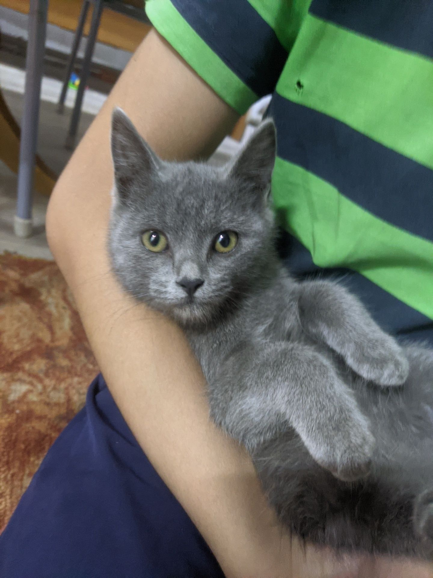 Котенок девочка, бесплатно