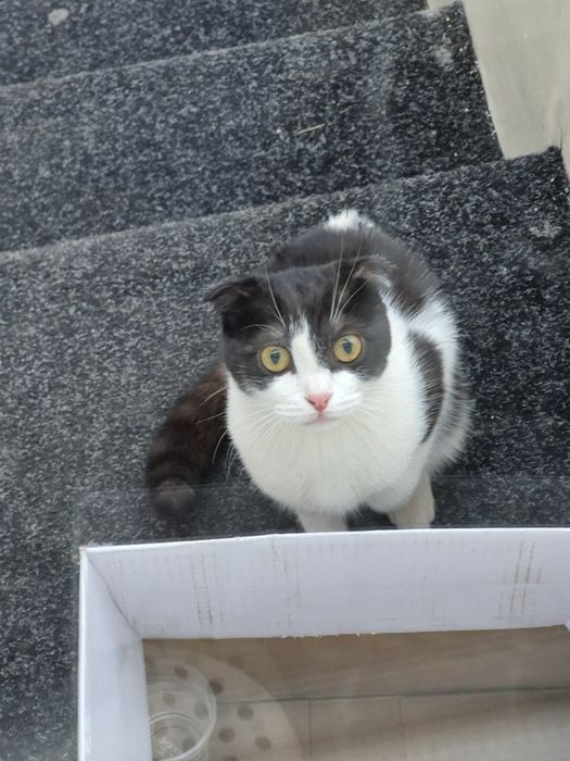 Вислоухая кошка шотландец