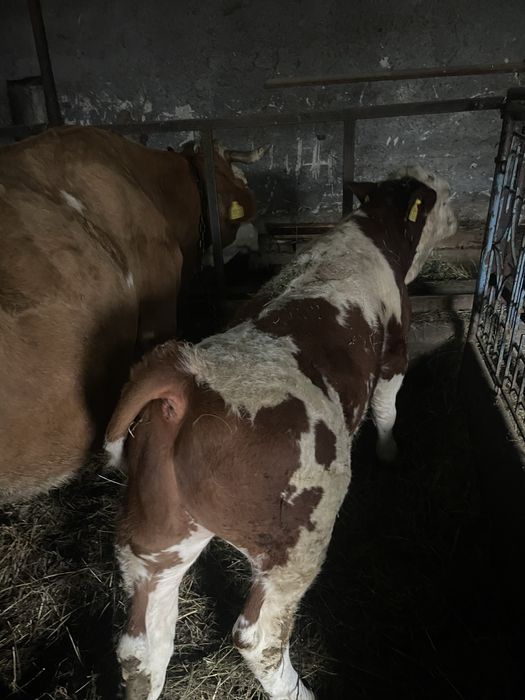 Vand vițel bălțat