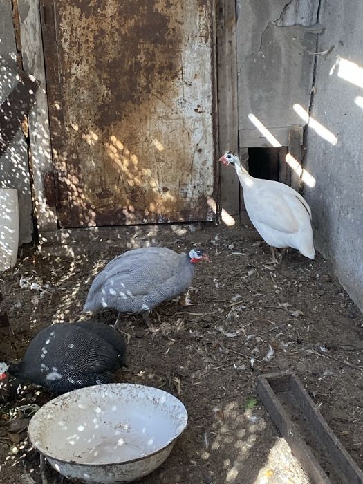 Цисарки молодые 3 штуки