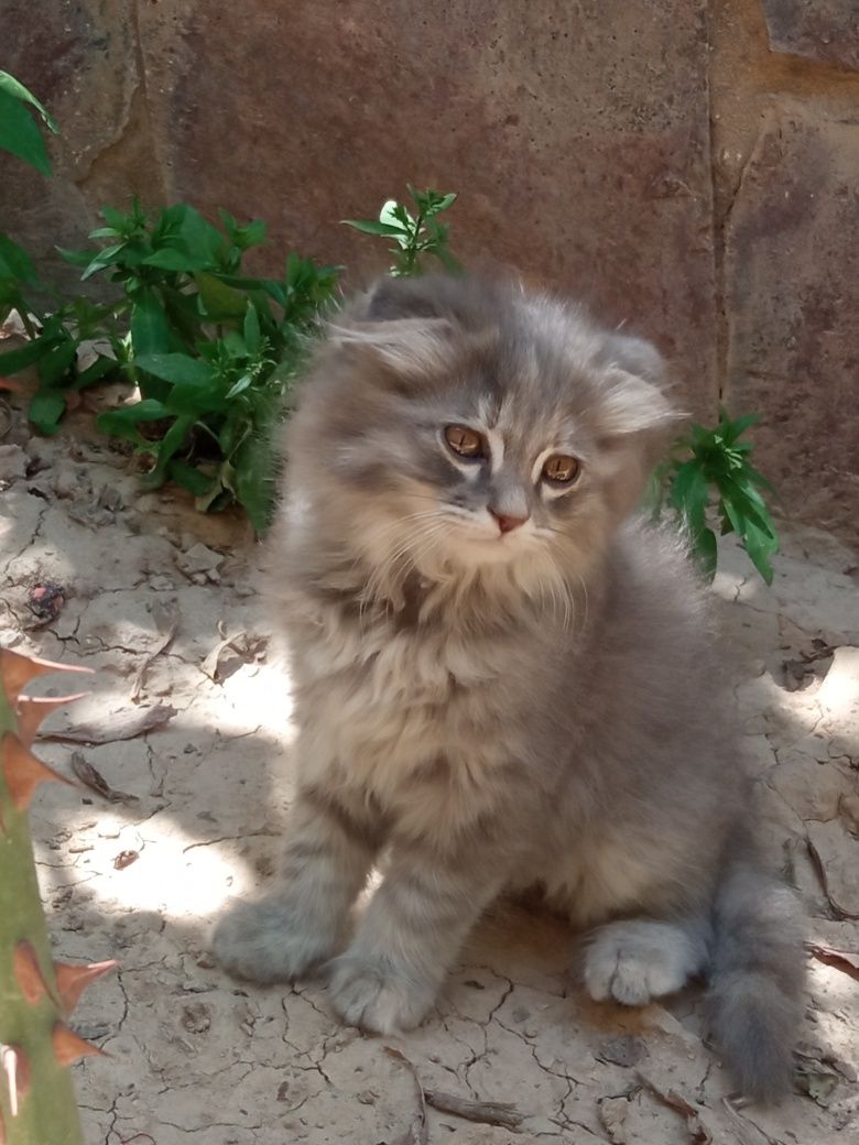 Вислоухий котенок