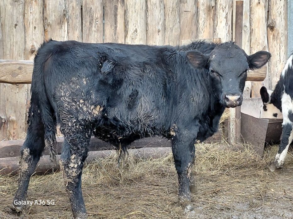 Продам телят! Те