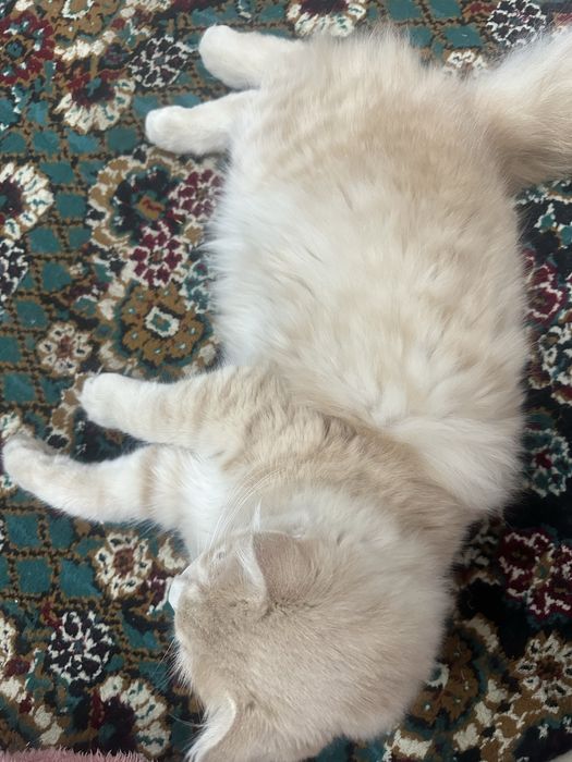 Scottish fold qiz bola 8oylik