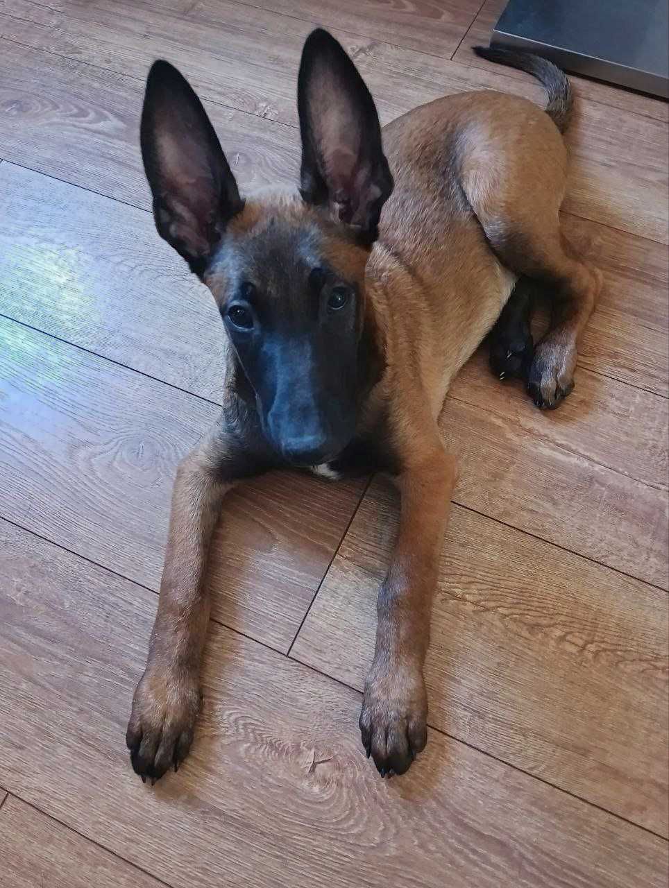 Pui Ciobănesc Belgian (Malinois)