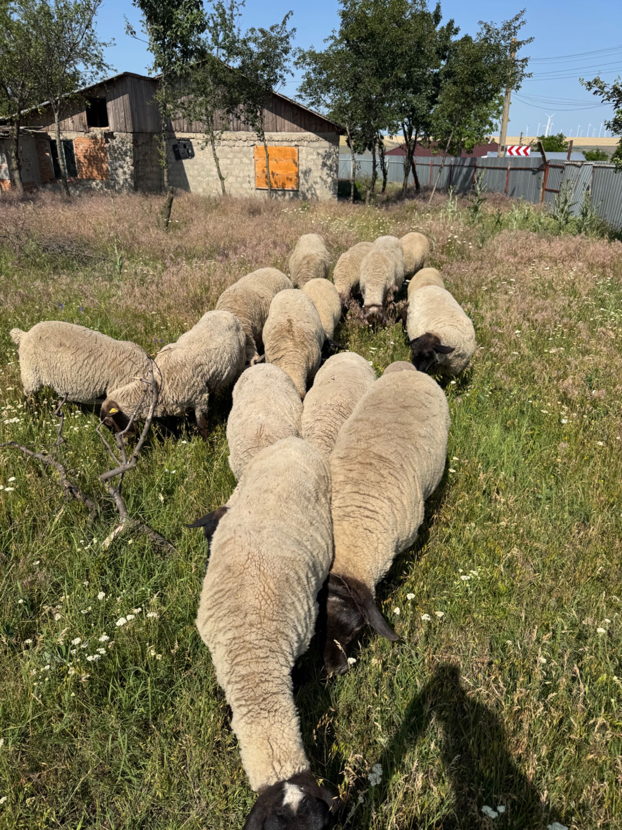 Oi rasa Suffolk de vânzare