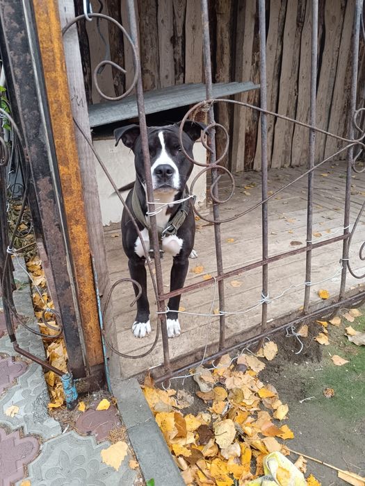 Собака ждёт своего хозяина