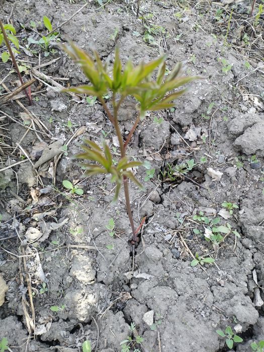 Саженцы пиона розового "Золотая чаша"