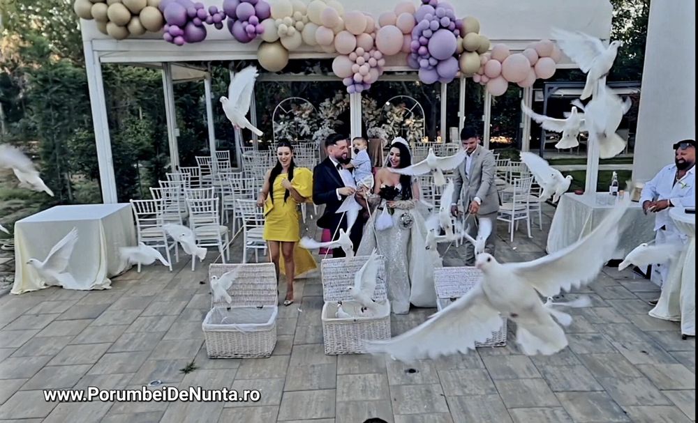 Porumbei albi pentru nunta Constanta