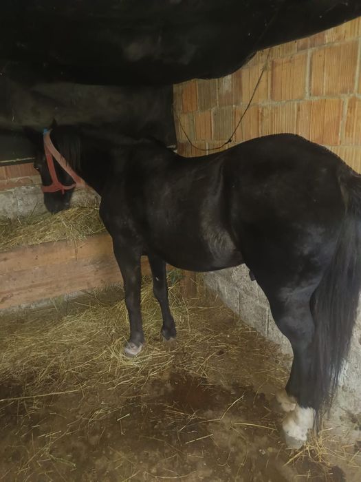 Vând cal blând are 8 ani