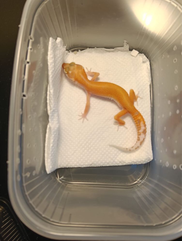 Vand gecko- leopard