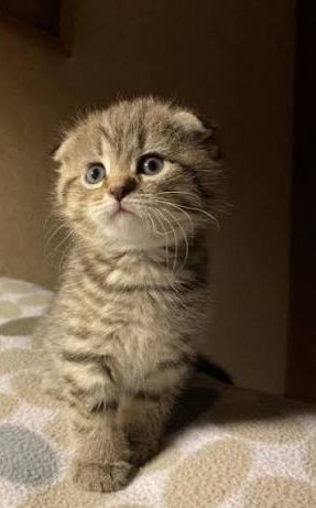 1 ойлик мушукчалар сотилади