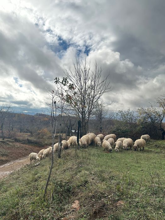 Vând la pachet oi și capre